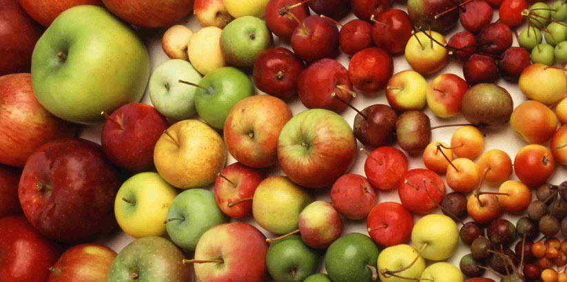 انواع سیب در ایران