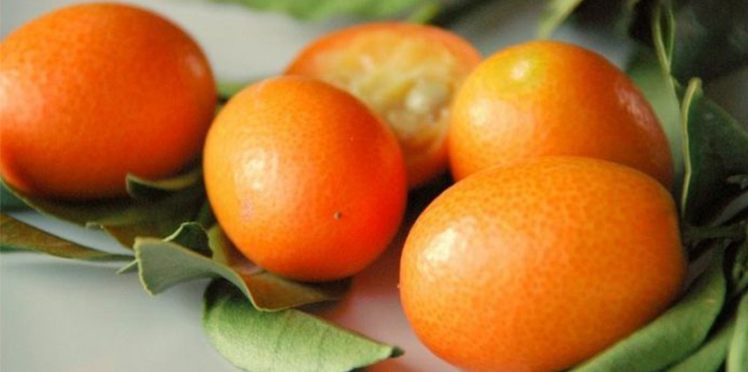 بچه پرتقال یا کام کوات
